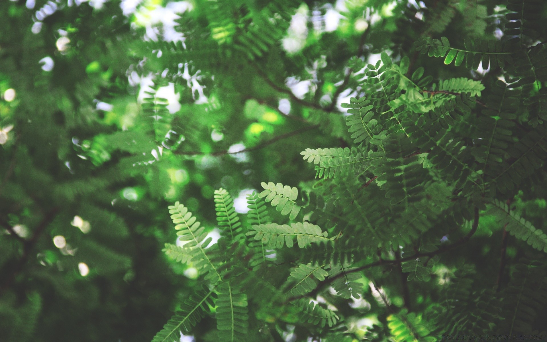 水滴和水 叶 环境 植物群 树 自然 生长 郁郁葱葱 户外 树枝 夏天 木材 花园 桌面 明亮 蕨类植物 特写 雨