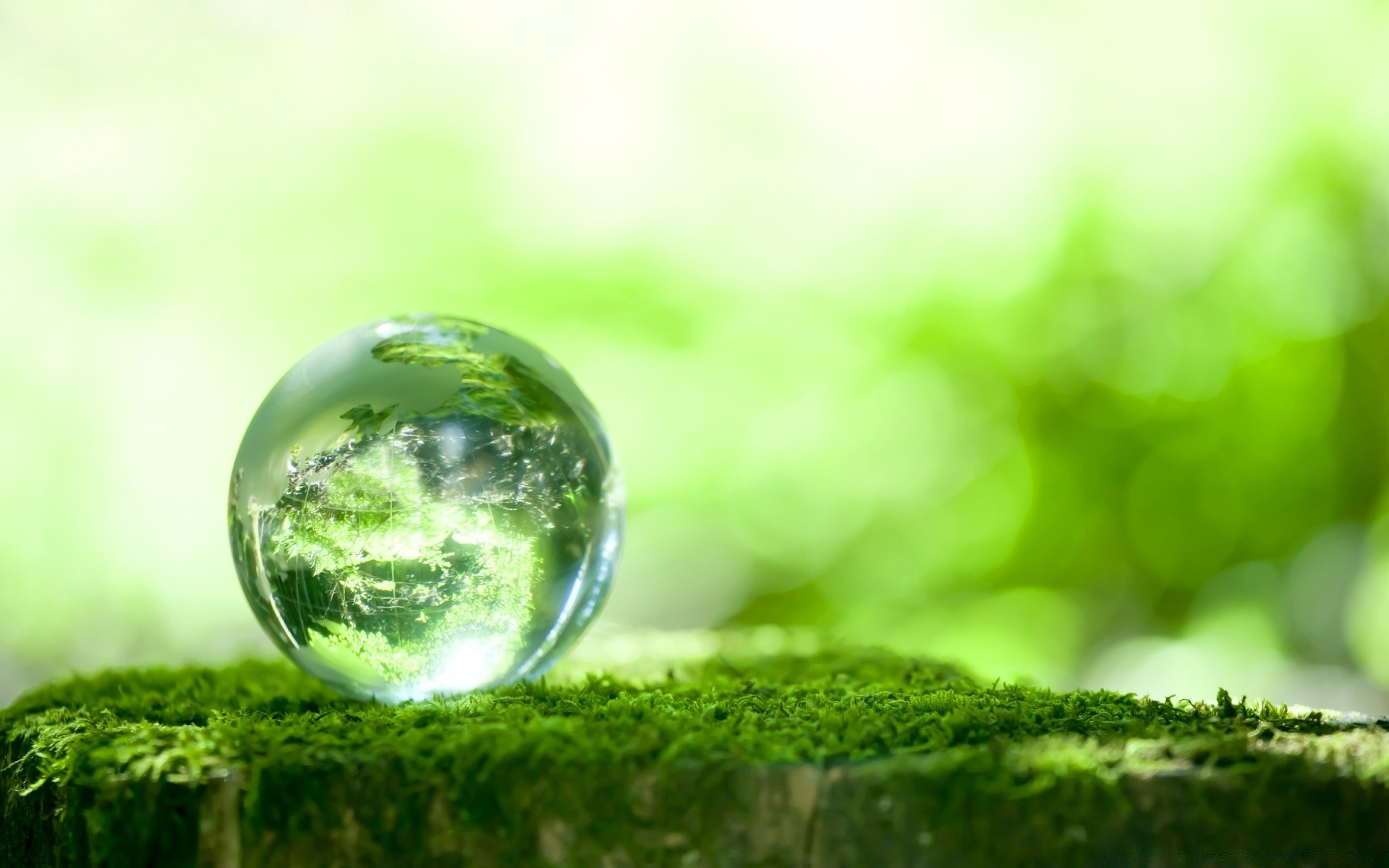 gouttelettes d eau nature feuille eau flou pluie chute été ecologie humide herbe lumineux environnement rosée