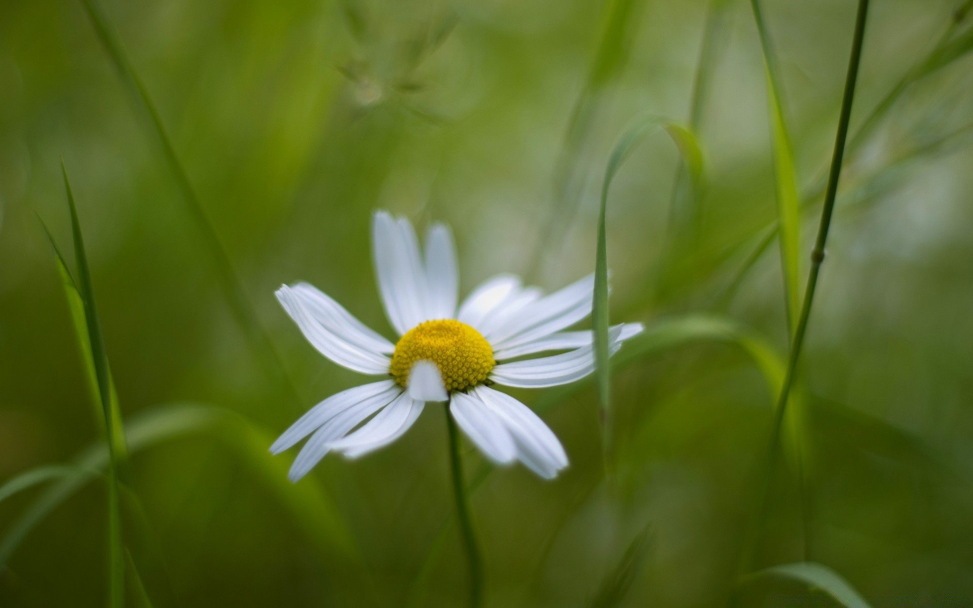 plantes nature flore été herbe fleur croissance foin jardin champ feuille camomille lumineux beau temps saison environnement extérieur rural soleil couleur