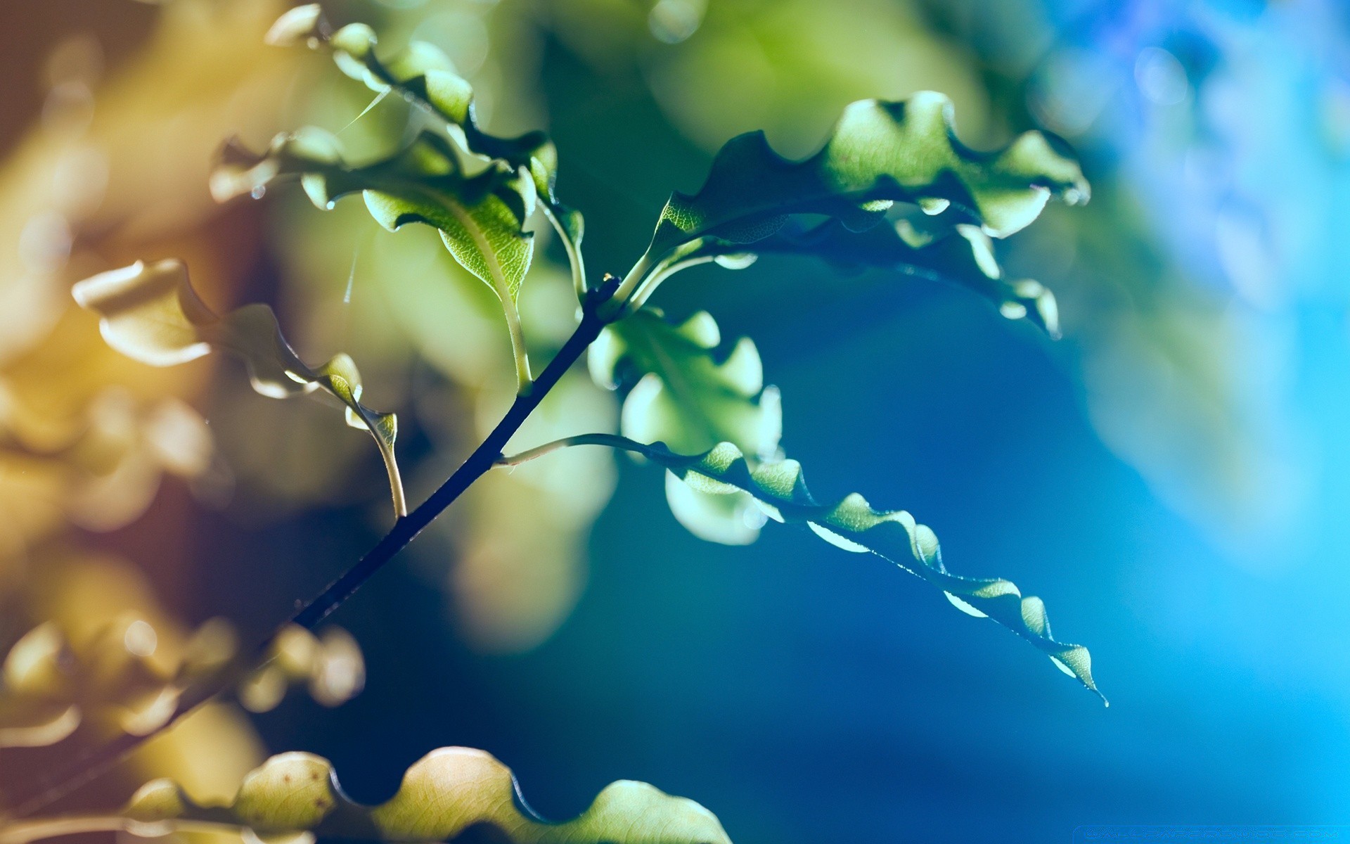 plants nature flora leaf flower desktop garden color blur light tree growth beautiful water summer fair weather branch environment sun bright