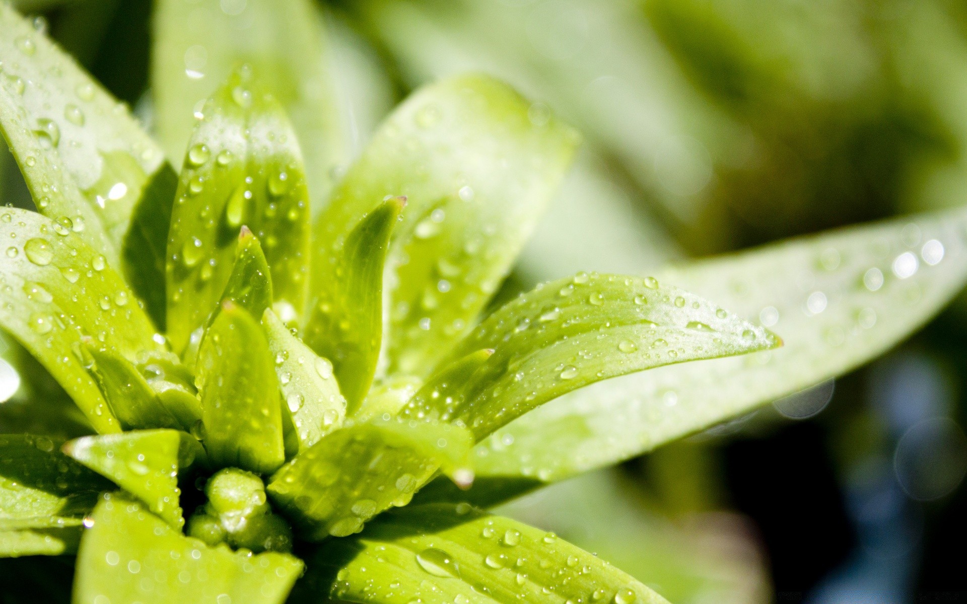 gouttelettes d eau feuille nature rosée pluie flore chute humide eau croissance jardin été gouttes propreté santé fraîcheur