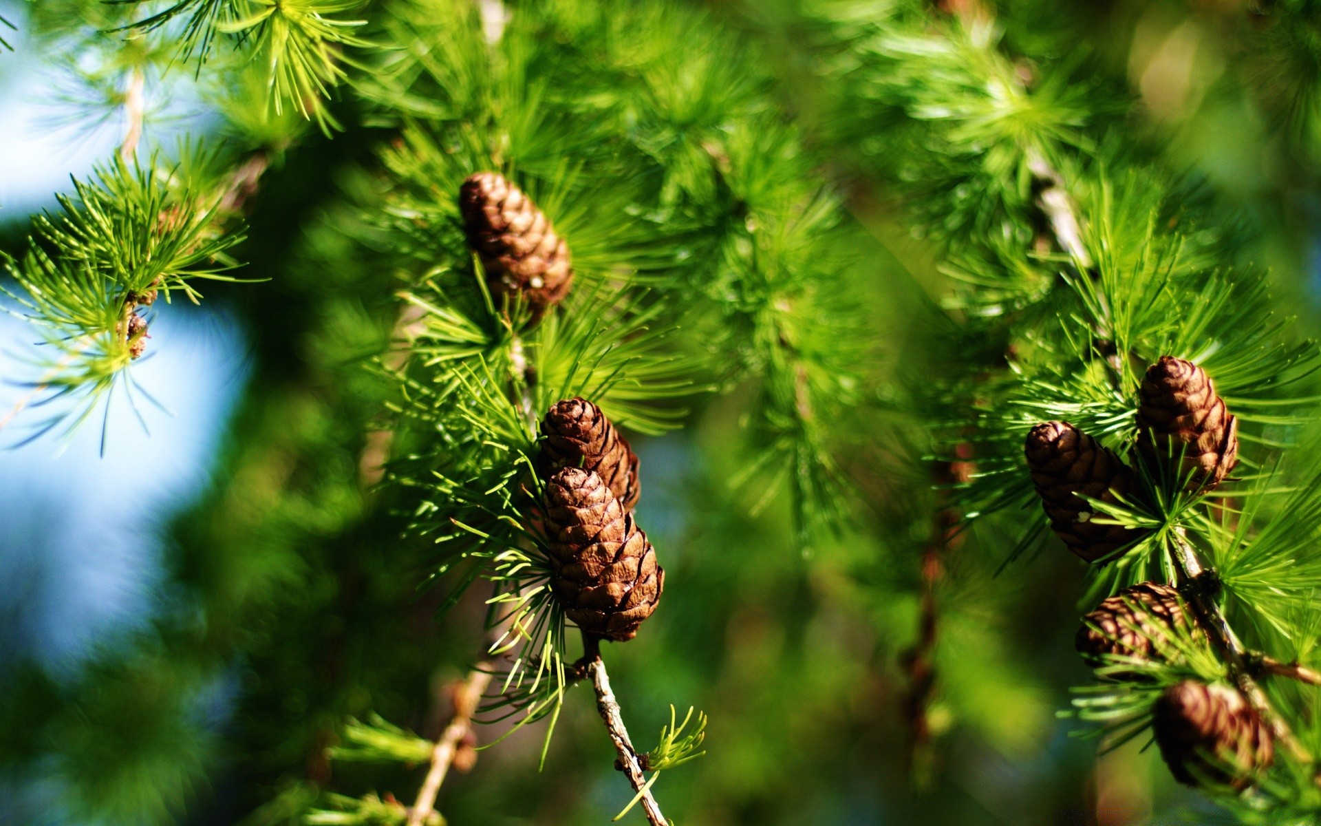 plantas coníferas coníferas pinheiro coníferas agulhas evergreen abeto natal abeto árvore natureza inverno ramo larício ao ar livre suspensão folha brilhante decoração