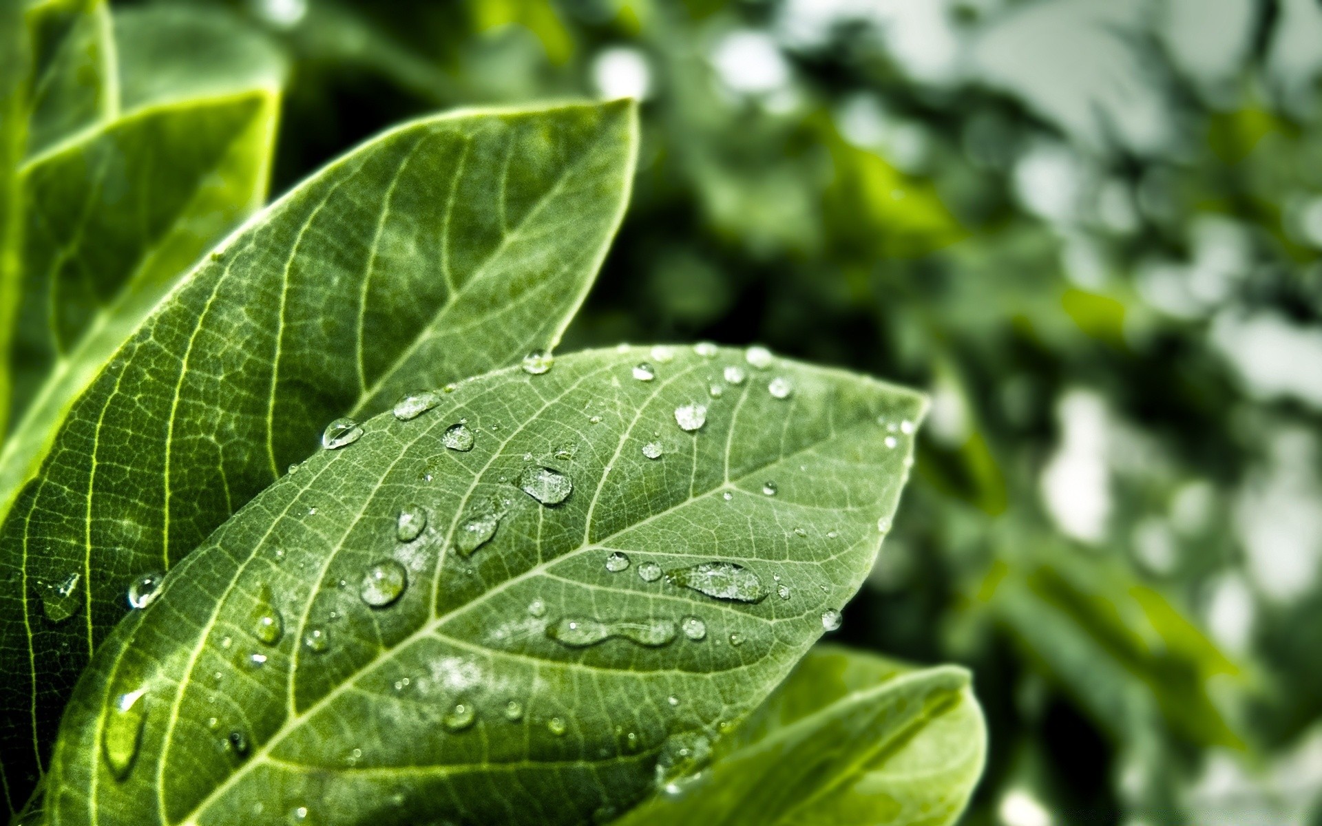 kropelki i woda liść wzrost flora natura deszcz rosa lato ekologia czystość środowisko świeżość bujny spadek na zewnątrz mokry ogród