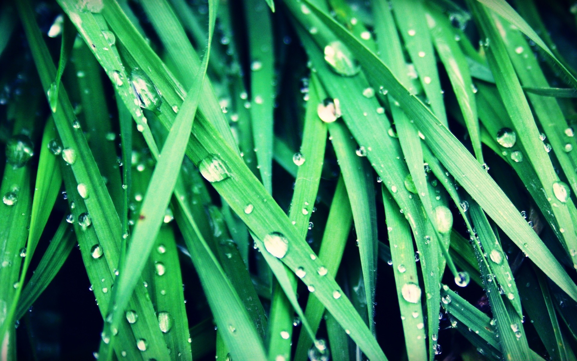 goccioline e acqua rugiada pioggia foglia flora crescita lama goccia erba lussureggiante giardino prato bagnato freschezza gocce gocce natura colore estate