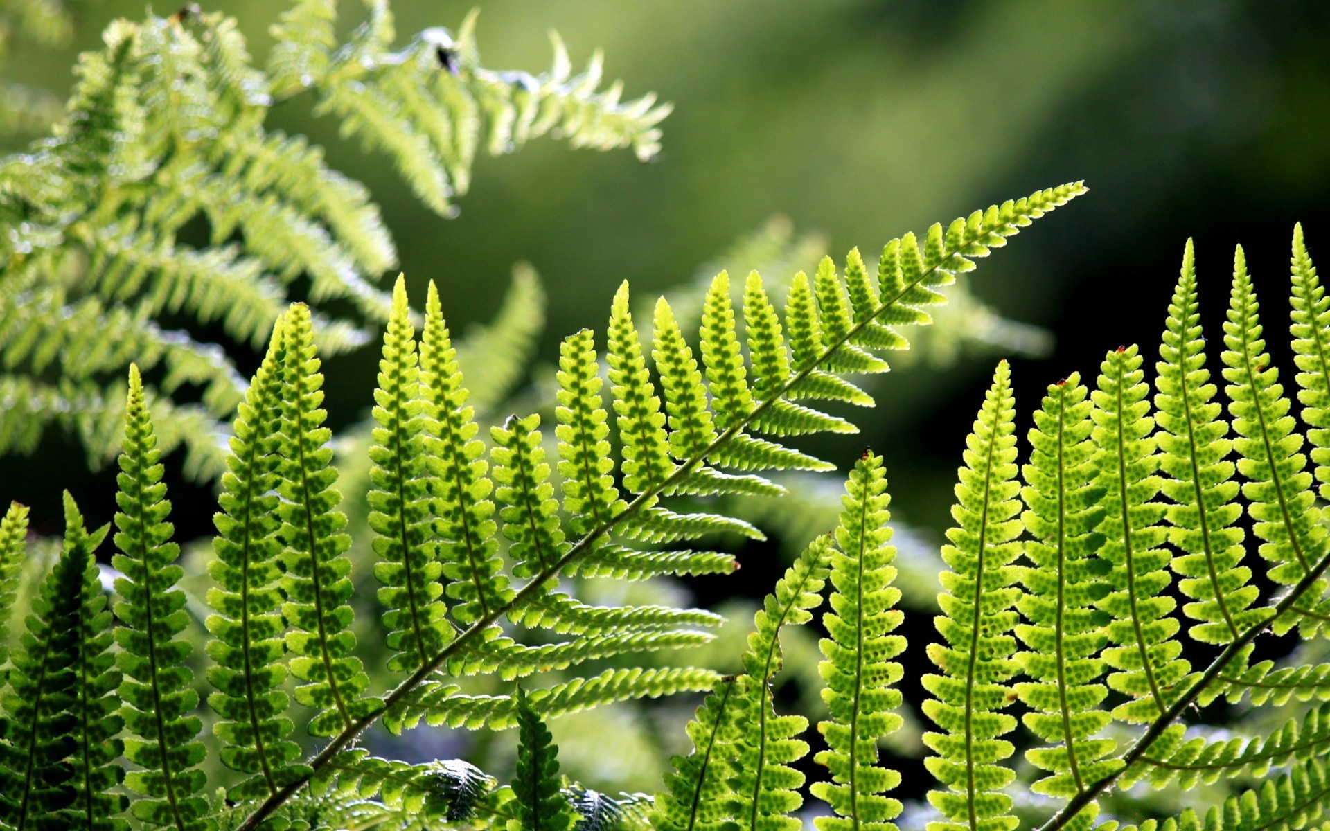 rośliny liść fern flora natura wzrost lato ogród frond na zewnątrz bujne środowiska bracken drzewo ekologia deszcz