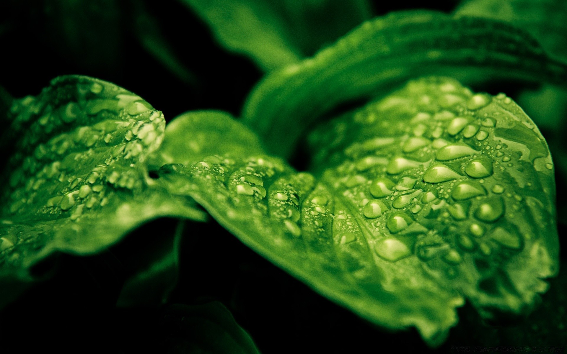 gouttelettes d eau eau rosée chute feuille pluie humide flore gouttes fraîcheur nature croissance bureau médecine