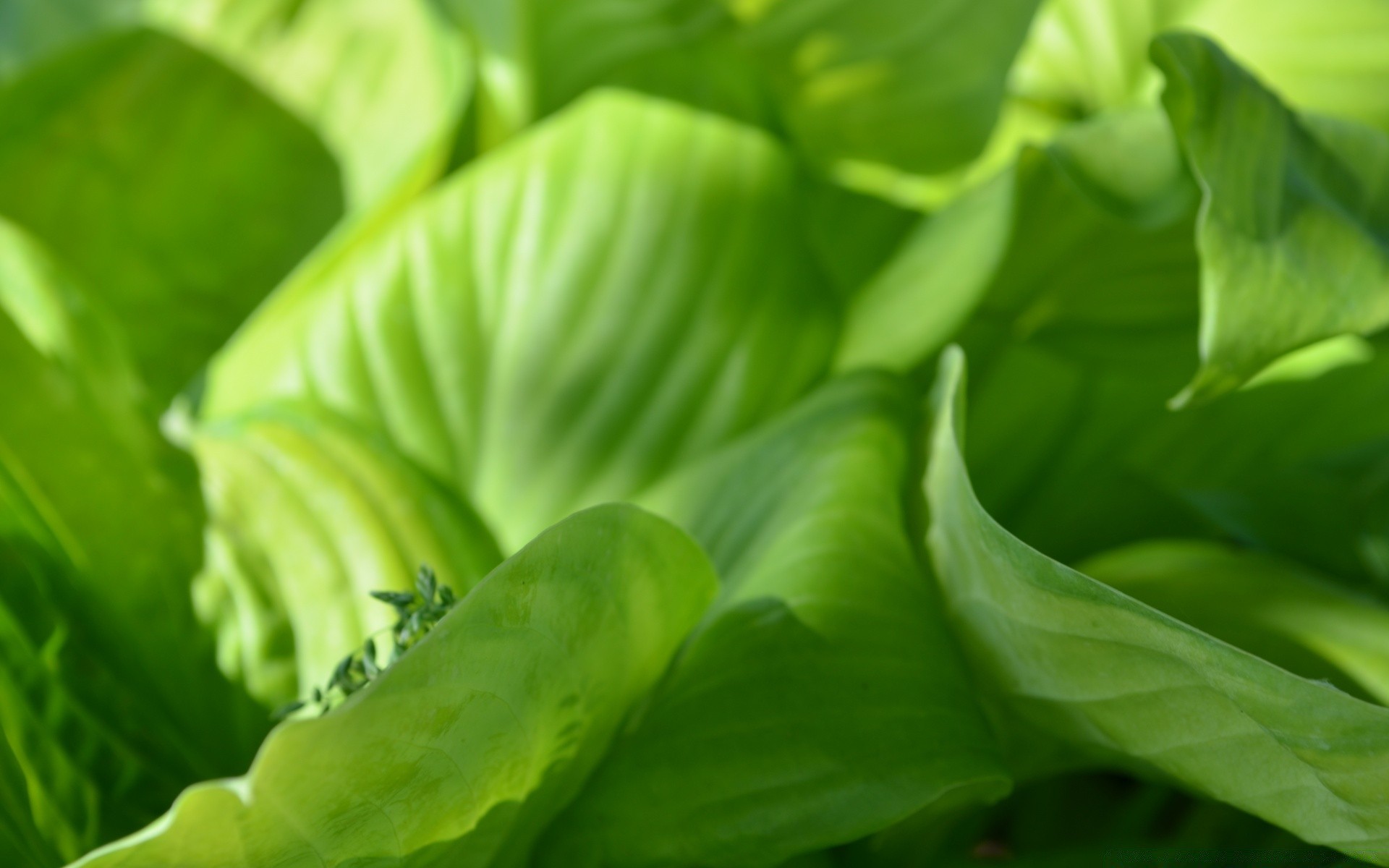 piante foglia flora natura salute crescita giardino freschezza verdura cibo lussureggiante