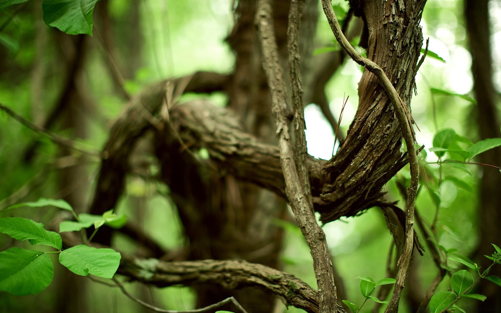 plantes arbre nature bois feuille oiseau la faune à l extérieur nid forêt tropicale sauvage environnement jardin animal flore jungle tronc