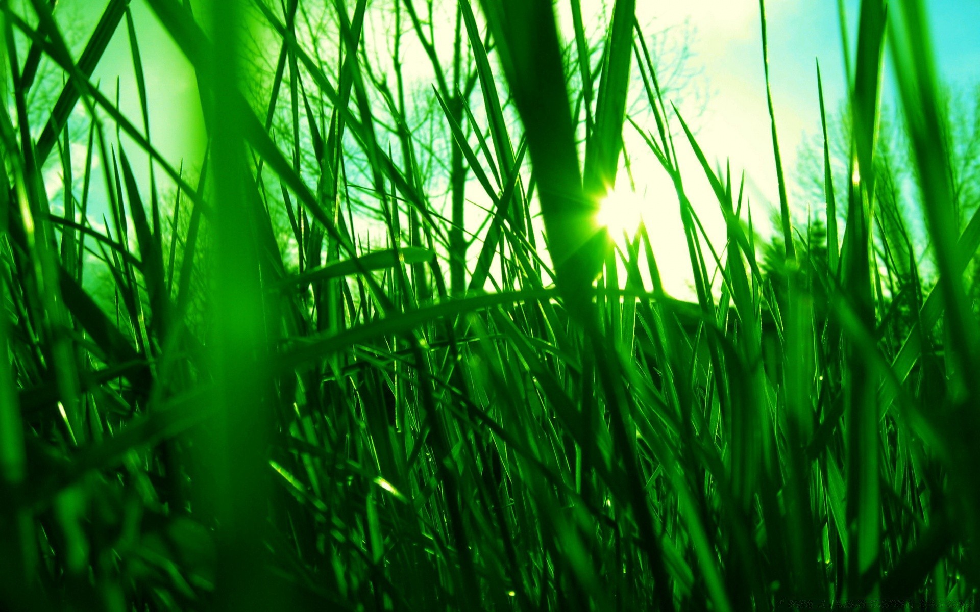 plantes herbe pelouse croissance jardin foin luxuriante lame flore rosée feuille champ nature environnement été lumineux fraîcheur cour lumineux écologie