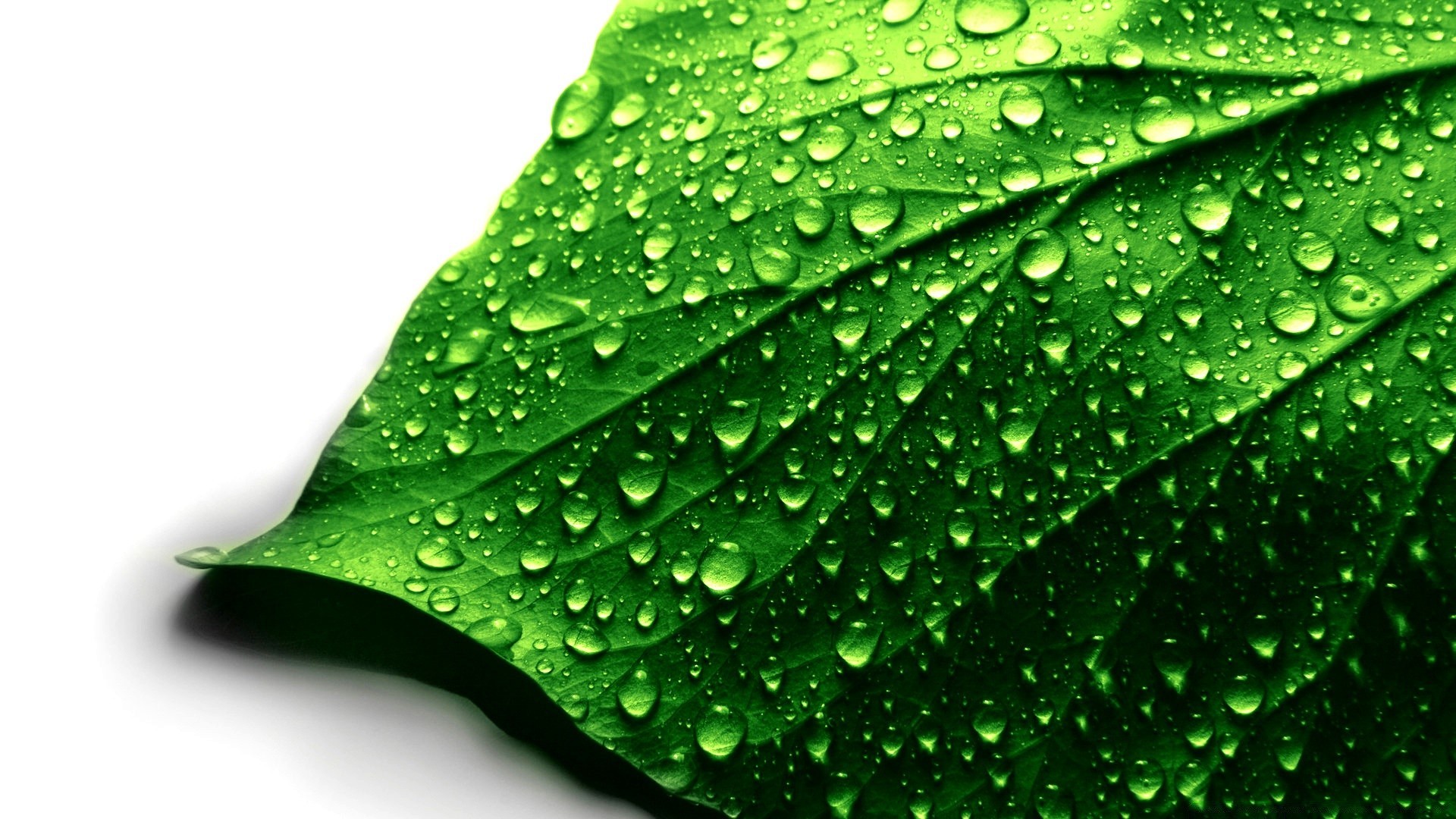 tröpfchen und wasser tau regen tropfen blatt nass flora tropfen wachstum tropfen wasser sauber frische garten umwelt natur adern ökologie sauber