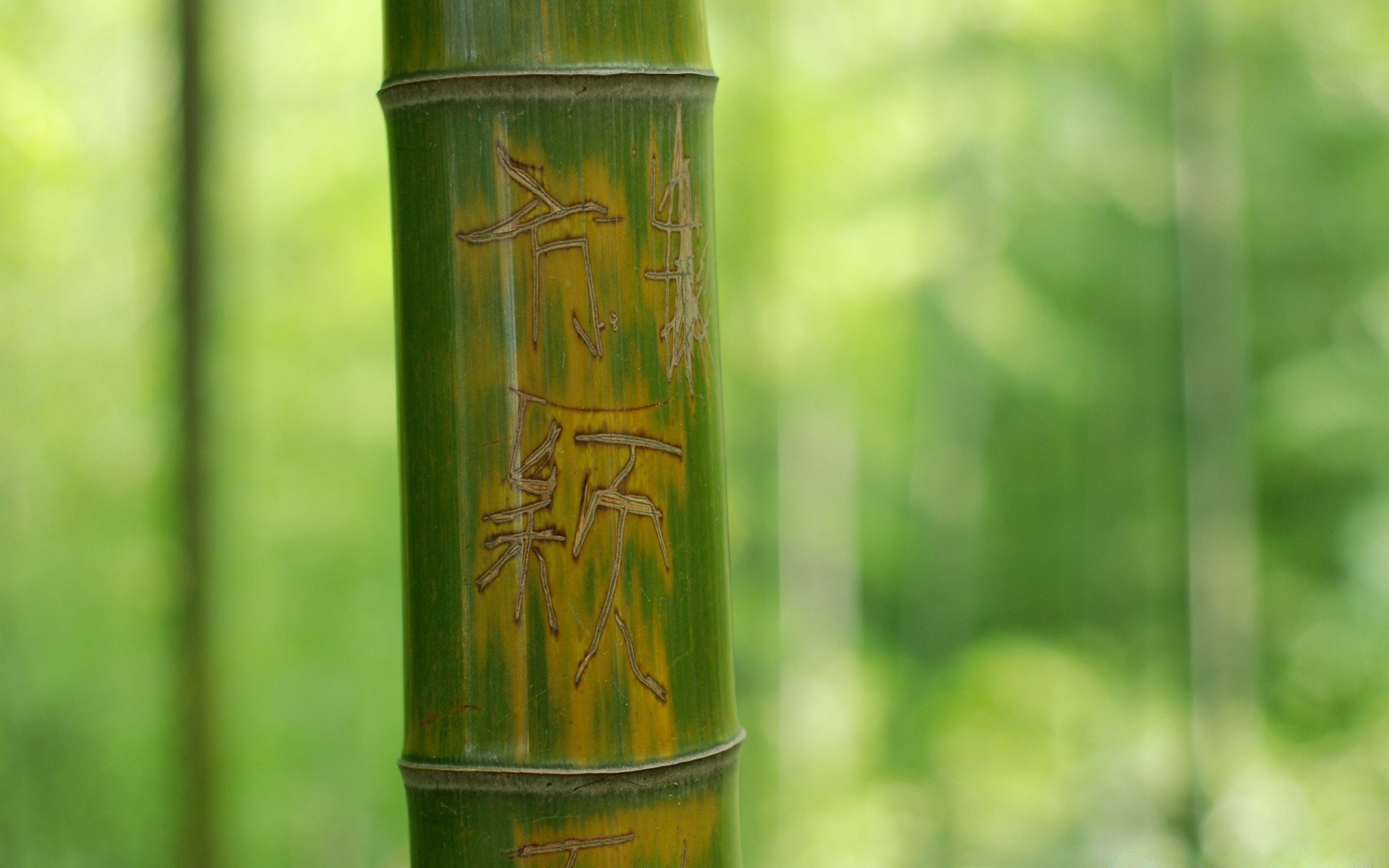 rośliny bambus liść natura drewno na zewnątrz flora