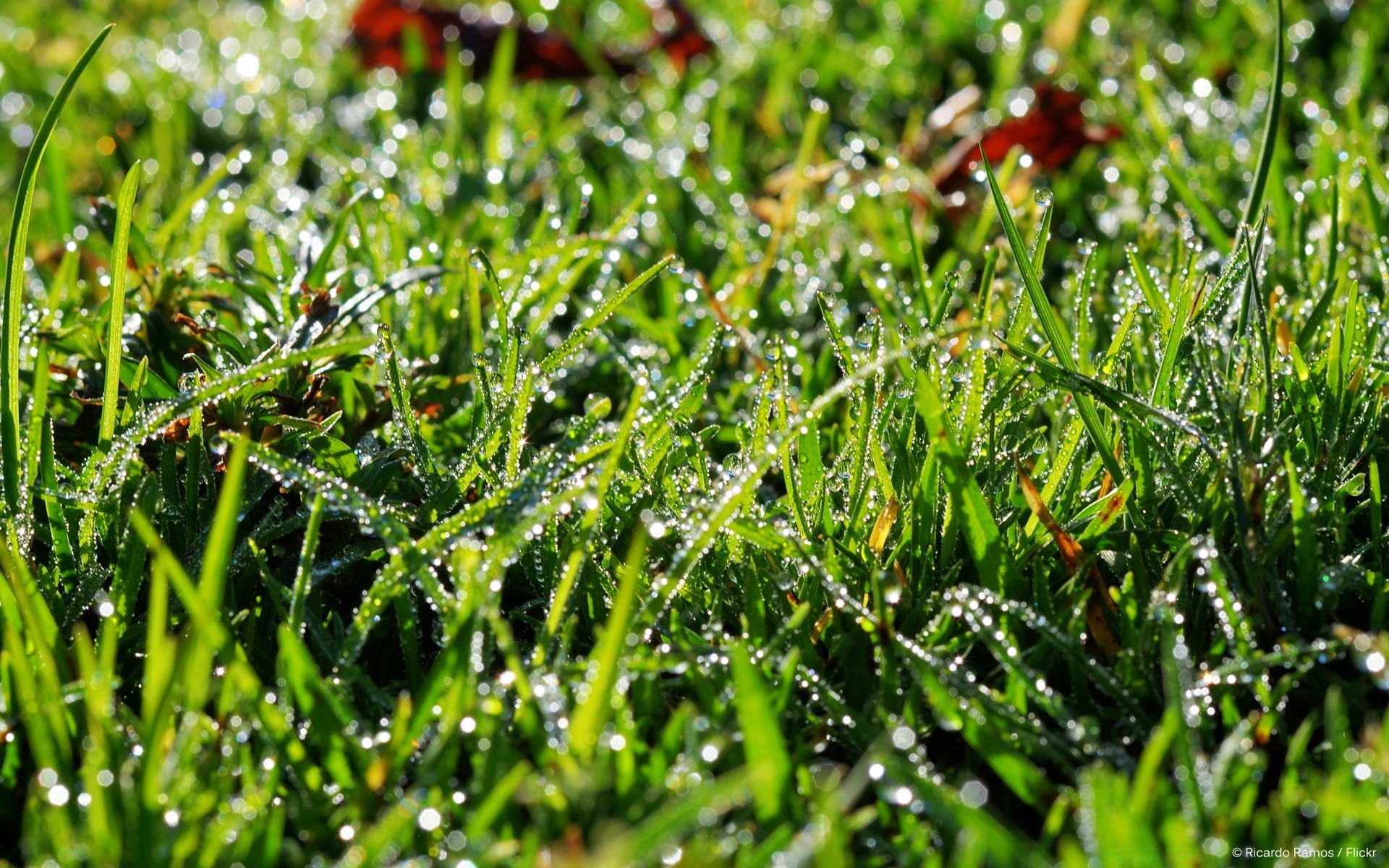 plantas grama feno flora campo natureza crescimento gramado folha jardim verão ambiente ao ar livre close-up frescura agricultura temporada rural terra solo exuberante