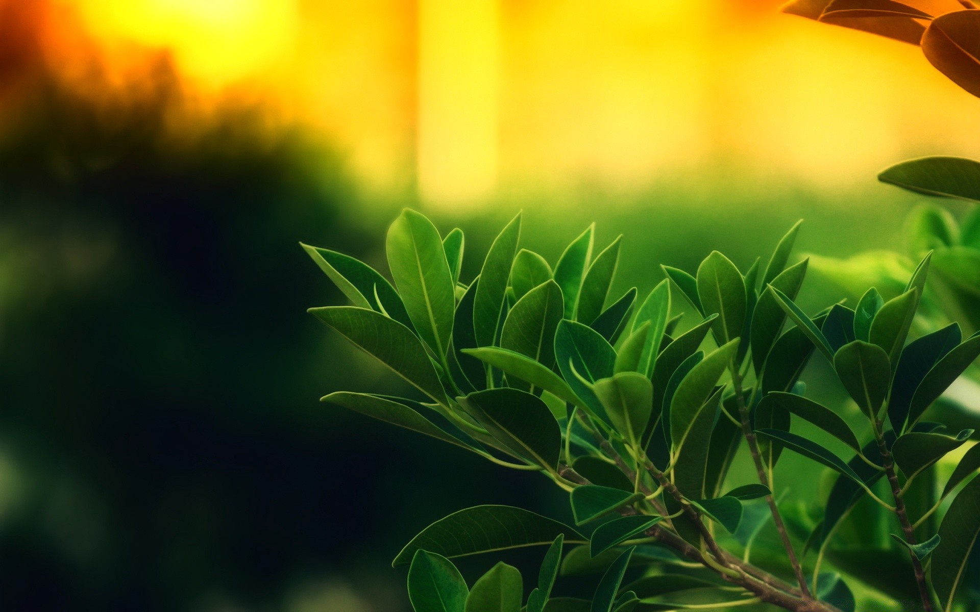 plantas hoja naturaleza verano sol crecimiento jardín flora buen tiempo brillante exuberante hierba amanecer al aire libre