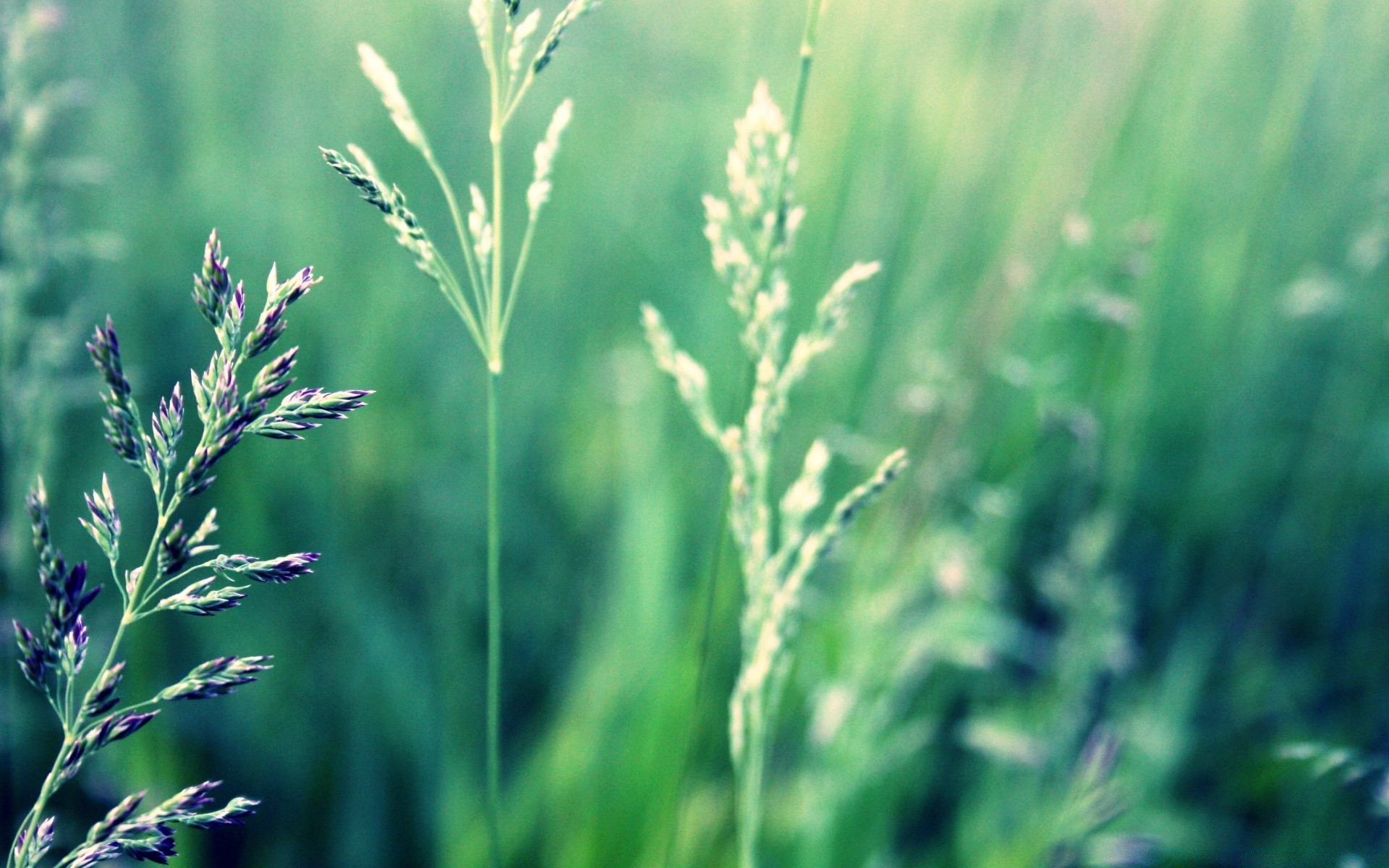 plantes herbe flore nature feuille été croissance rural champ extérieur agriculture foin environnement pâturage soleil beau temps flocons lumineux luxuriante ferme