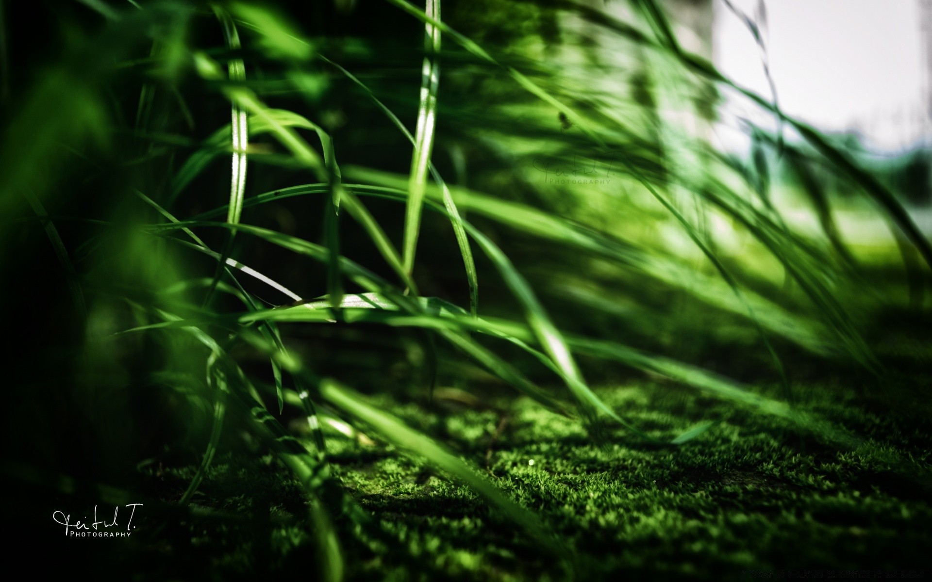 plants growth leaf grass nature flora lush outdoors summer garden rain blur dew dawn