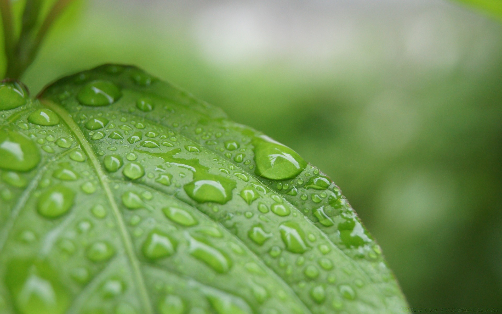 goccioline e acqua pioggia rugiada foglia goccia gocce gocce crescita flora purezza bagnato dop natura ambiente acqua giardino ecologia sfocatura freschezza