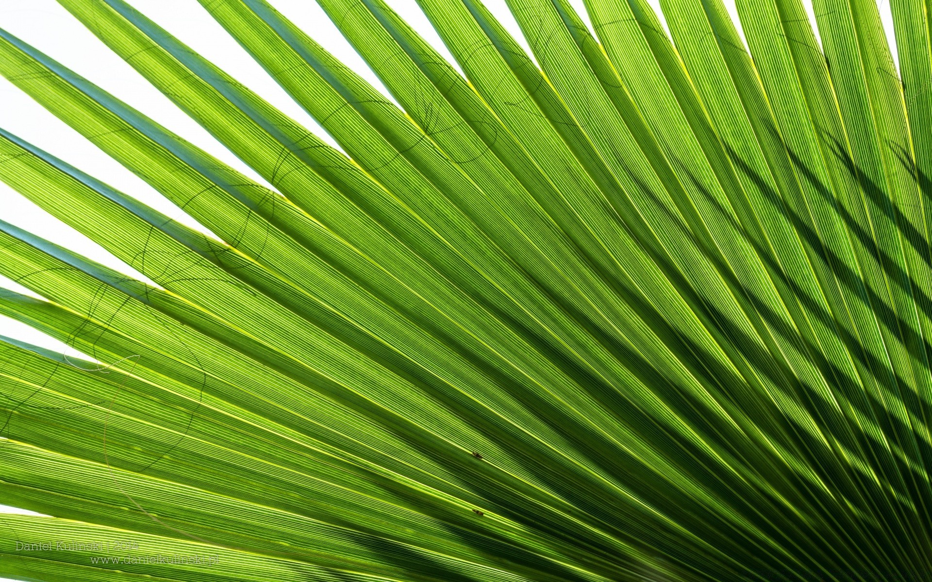 plantas folha flora crescimento exuberante verão natureza área de trabalho ecologia jardim tropical frond brilhante fotossíntese palma textura