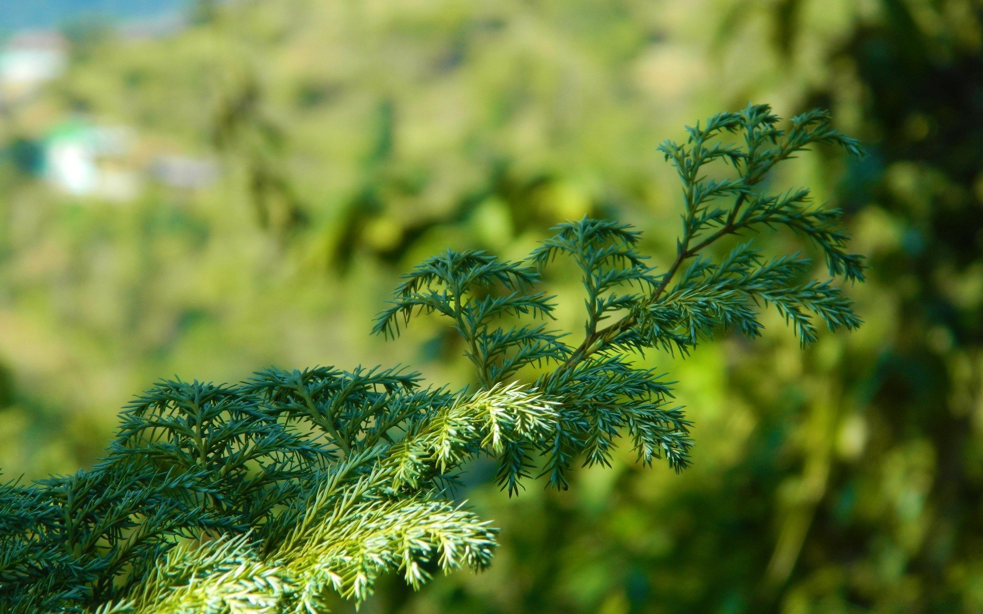 plantes nature feuille flore croissance arbre à l extérieur été herbe gros plan lumineux environnement saison luxuriante