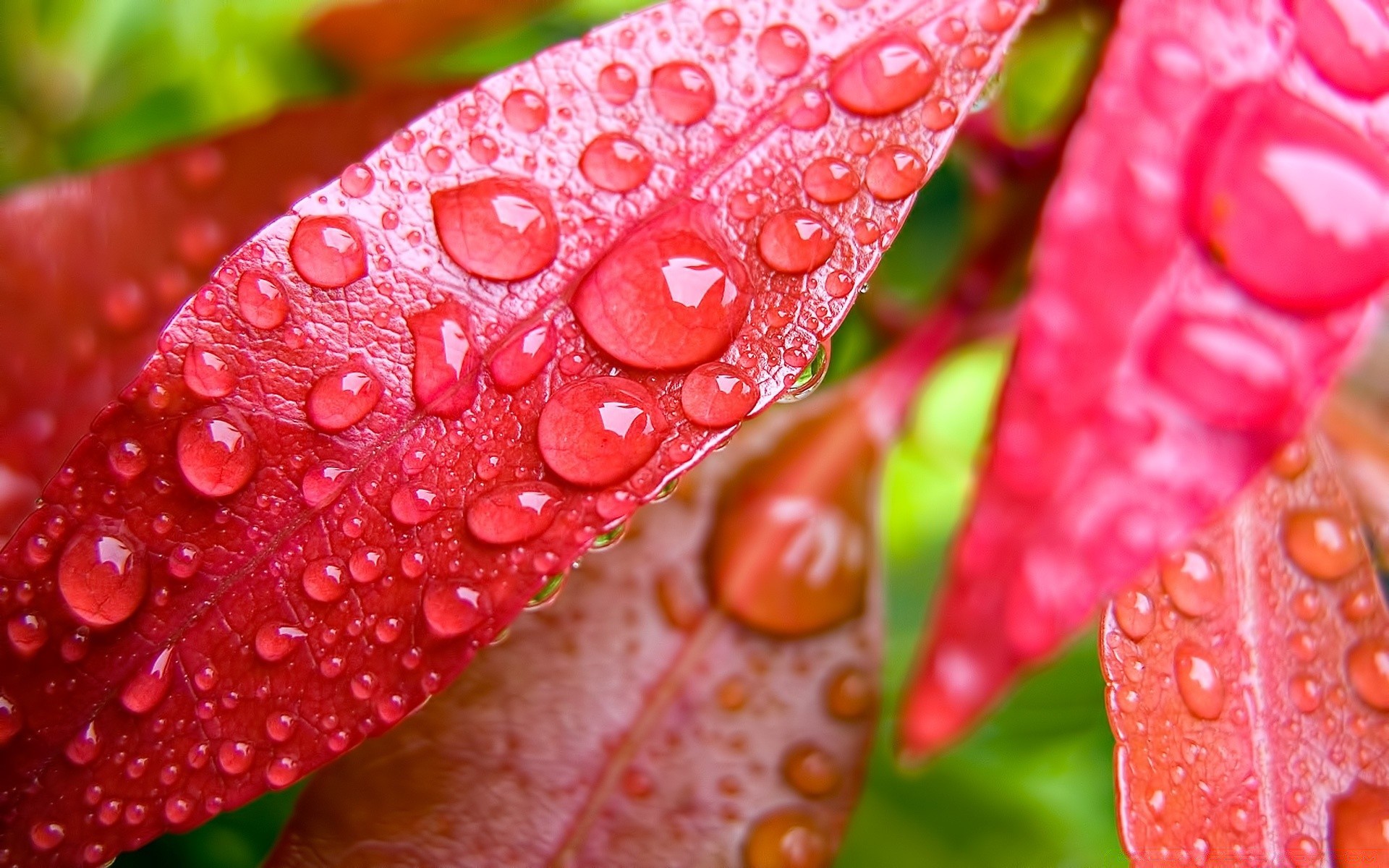 gotas e água orvalho flora chuva folha gota molhado cor close-up natureza jardim brilhante verão frescura desktop água perto brilhante flor bela