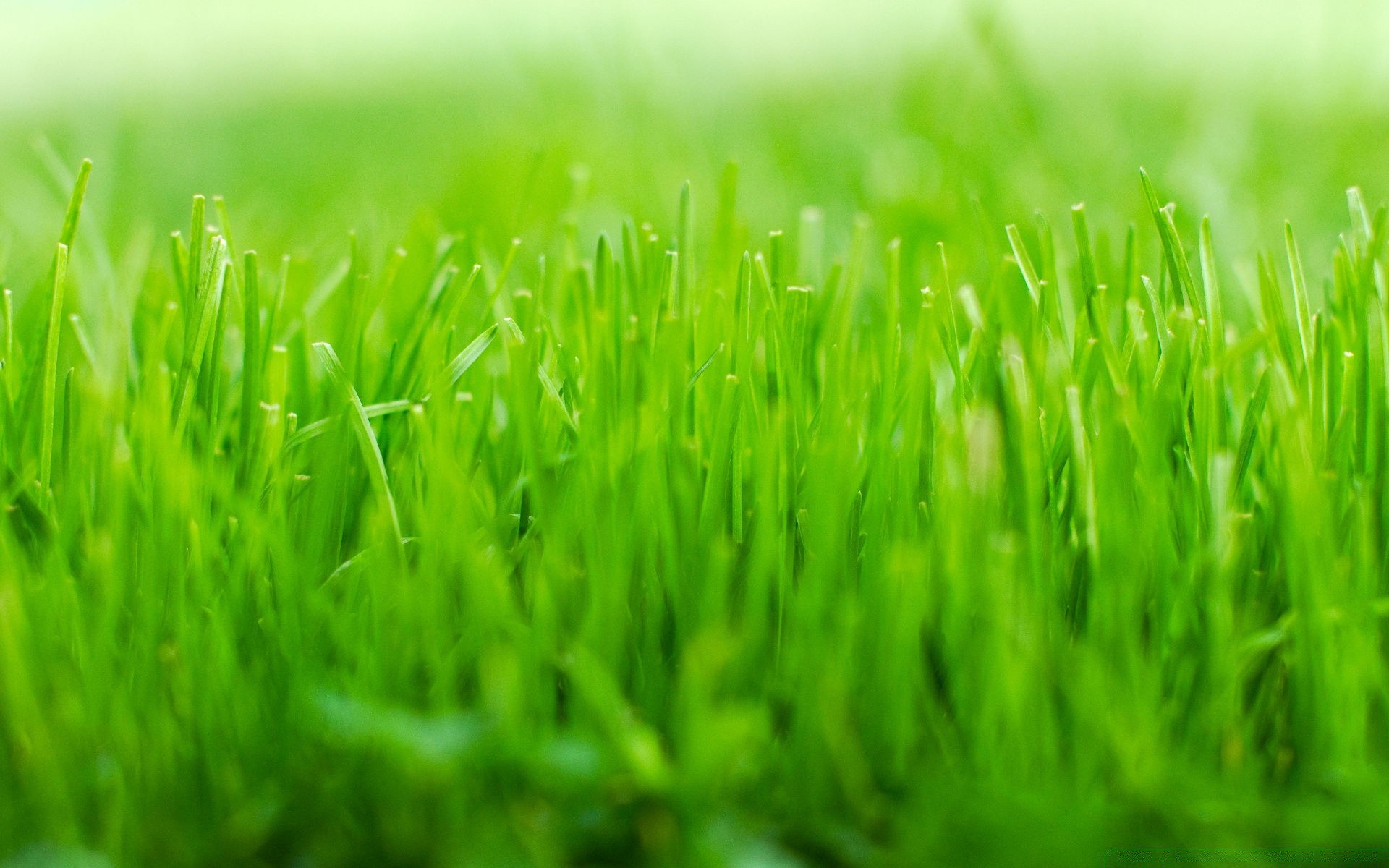 plants grass lawn lush turf growth hayfield field yard blade soil flora garden ground wheatgrass leaf grassy dew environment freshness summer