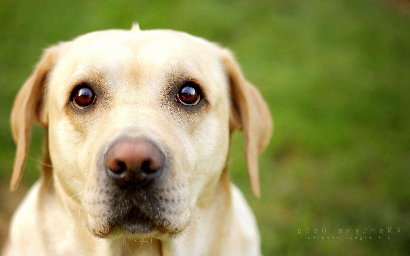 köpekler köpek sevimli evde beslenen hayvan köpek eğitmeni köpek yavrusu geri almak hayvan memeli küçük çimen tarama cins sevimli tazı portre itaat genç oturmak komik