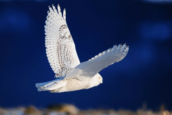 Bird white owl flight wings