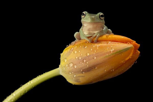 Sapo verde sentado em uma flor amarela