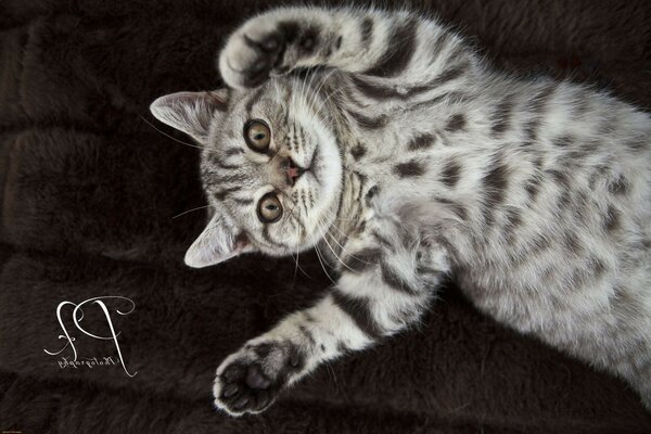 El gatito gris se acuesta sobre su espalda con las patas delanteras levantadas