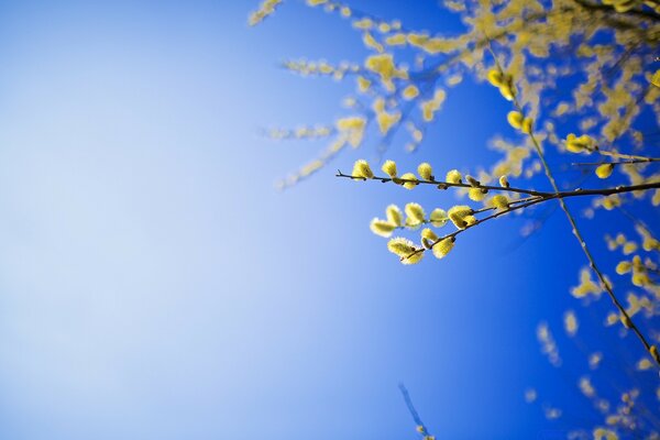 Branches de saule sur fond de ciel bleu clair