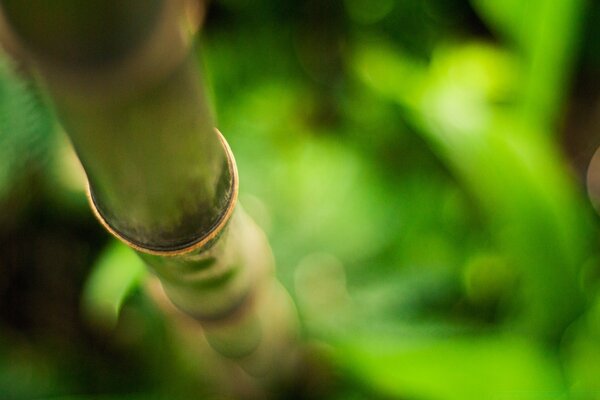 Nature. Plantes, feuilles, flore