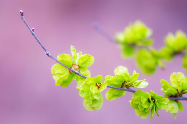 Verts de jeunes feuilles sur fond lilas