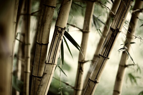 Um bosque de Bambu Velho. Fotos de plantas