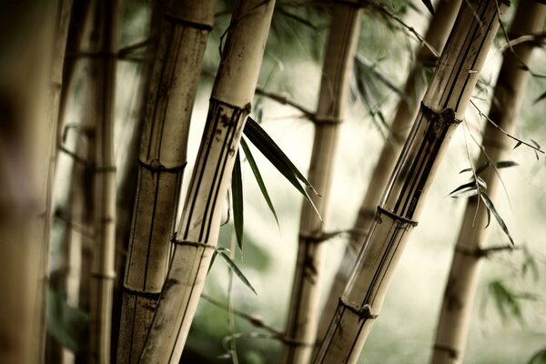 Eski bambunun korusu. Bitkilerin fotoğrafı
