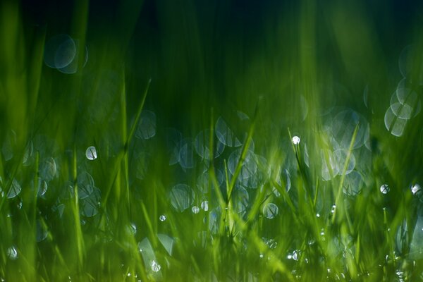 Césped después de la lluvia. Hierba húmeda