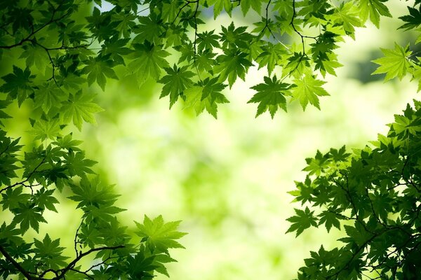 Vert belle planète. Tremble en été