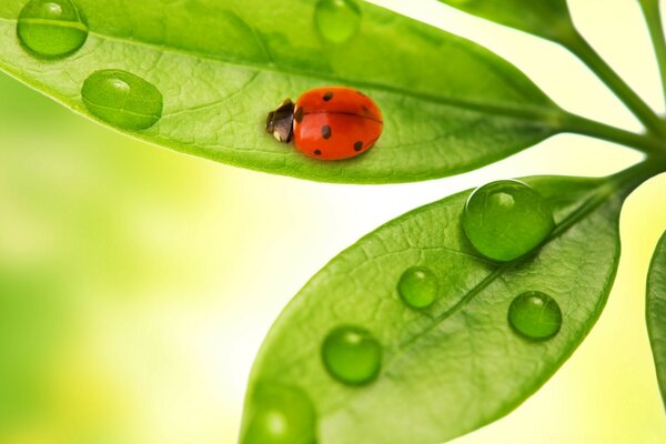 Coccinella che striscia su una foglia con gocce di rugiada