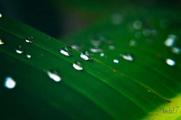 Raindrops on a veined leaf