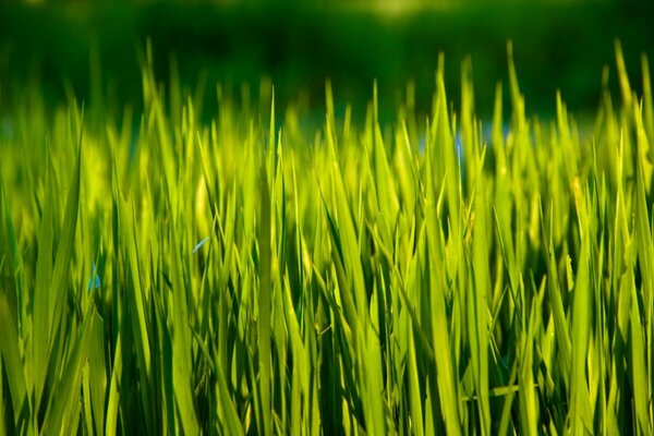 Bright colors of green in ordinary grass