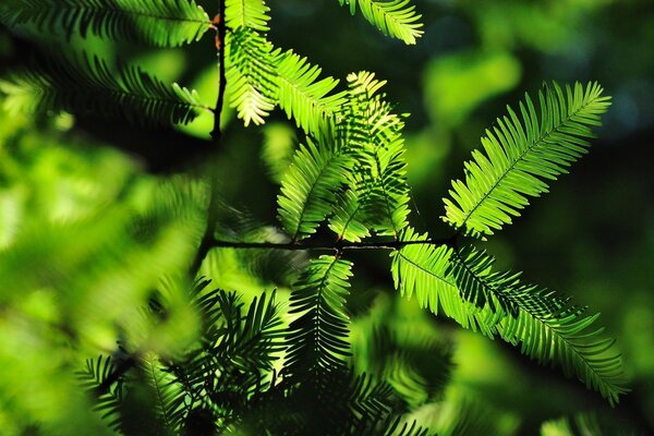 Ramo di un albero all aperto