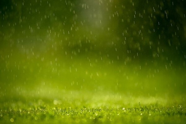 Gotas de lluvia sobre hierba joven