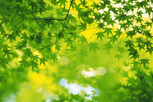 Blätter auf einem Baum in der Blüte der Natur