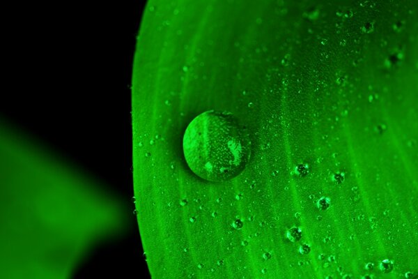 Hoja verde grande con gotas de rocío