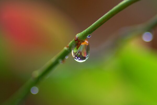 Dew drop falling from a branch