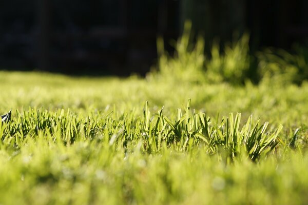 Fundo escuro. Grama no campo