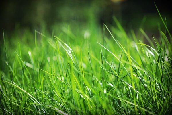 Die Natur. Die Pflanzen. Gras. Rasen