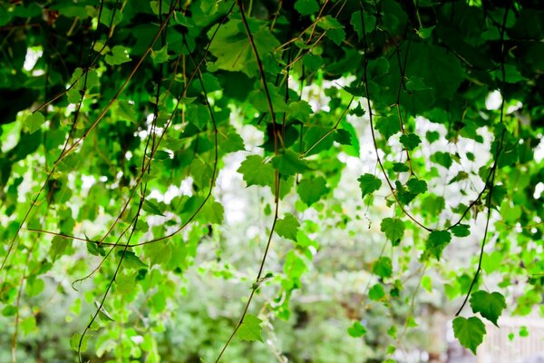 Plantas incomuns. Cortina viva