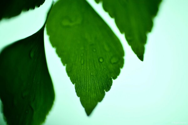 Green leaf with dew drops