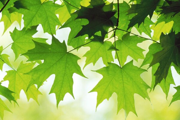 Foto de otoño de la naturaleza. Hojas verdes