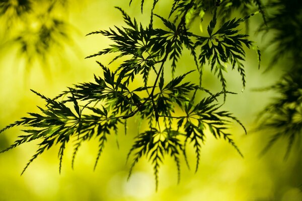 Hojas verdes en el bosque de verano