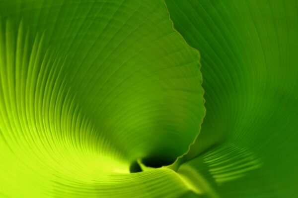 Foglia verde enorme Filata in un imbuto